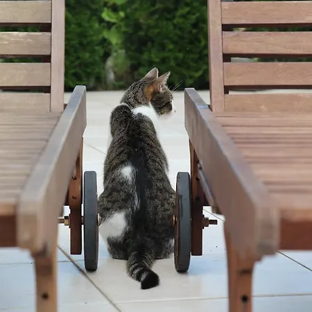 Appartement Zoi Dobrovo