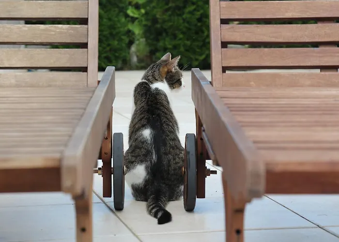 Διαμέρισμα Zoi Dobrovo